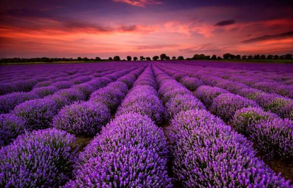 Fragrance:  Lavender Fields