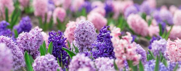 Fragrance:  Hyacinth